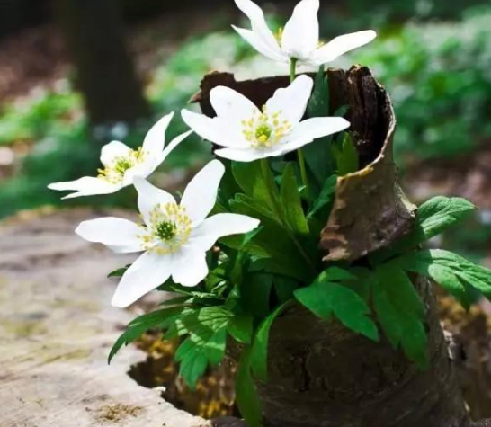 企業(yè)文化的類型簡述！