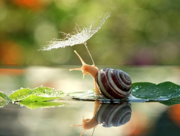 達爾文：大自然超凡的設計者！