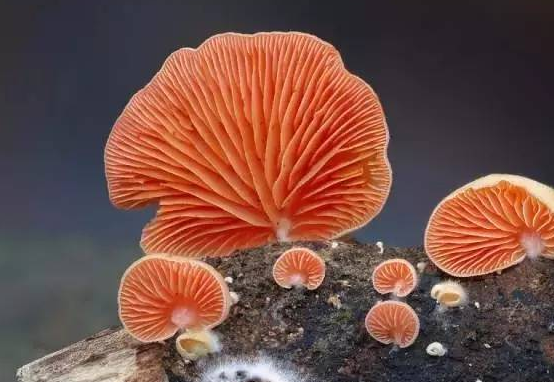 校園文化的主流與非主流之分簡述！