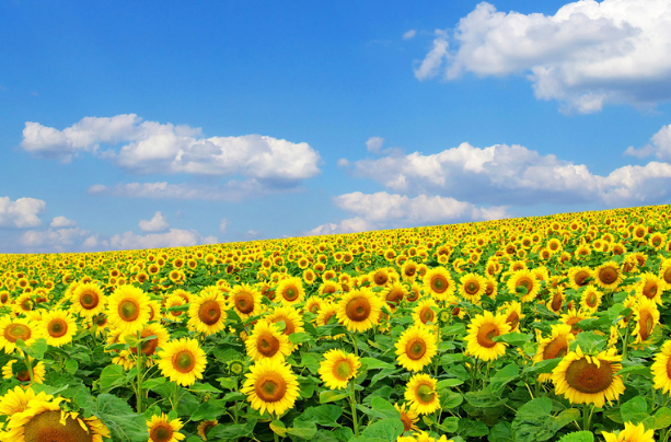 深入了解企業(yè)文化！