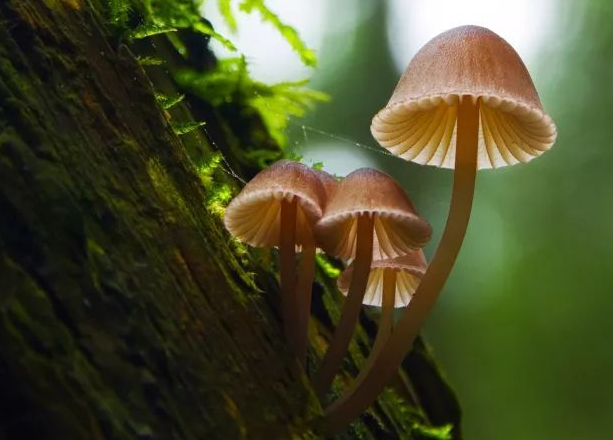 企業(yè)logo品牌擴(kuò)展、三大策略！