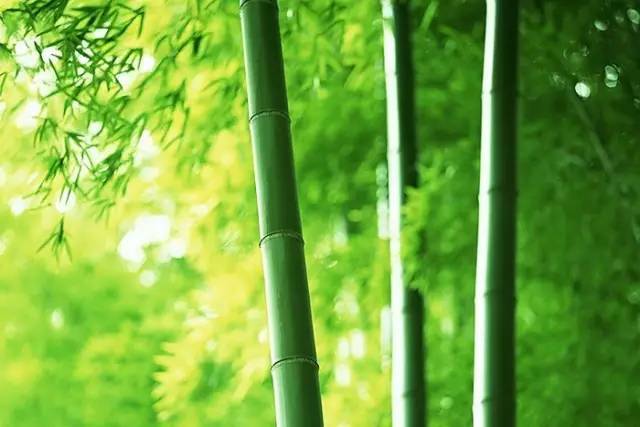 校園文化墻之內(nèi)涵養(yǎng)神！