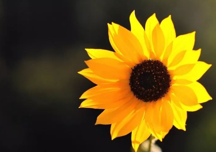 以學生為主的校園文化建設(shè)方案！