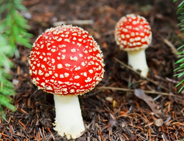 室內(nèi)設(shè)計的表達形式體現(xiàn)！