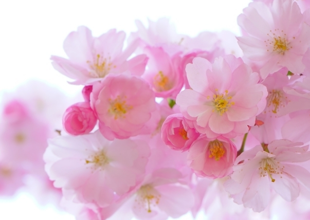 以主題特色的文化建設(shè)方案！