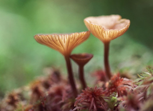 特色文化墻設(shè)計(jì)的方案！