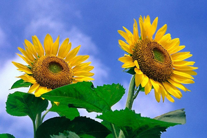 做好校園文化建設(shè)工作、需要做好這些！