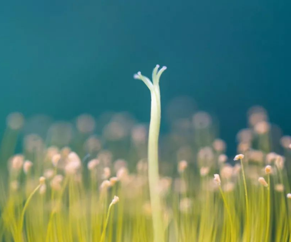 大學(xué)秩序維護(hù)、自律！